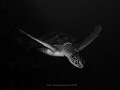   Flying Turtle  